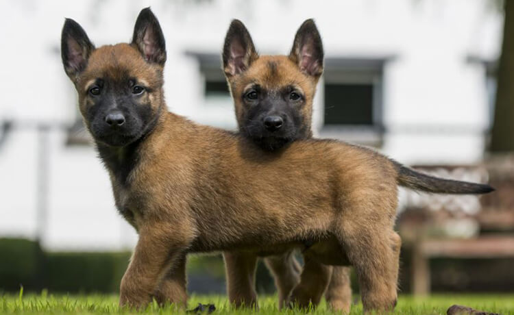 Belgian Malinois